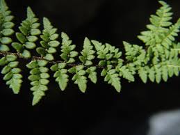 Image result for Cheilanthes inaequalis