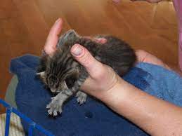 How Fast Should Newborn Kittens Breathe Newborn Kittens