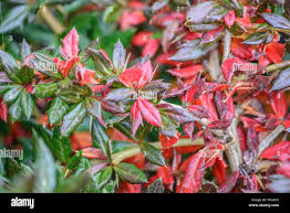 Image result for Berberis verruculosa