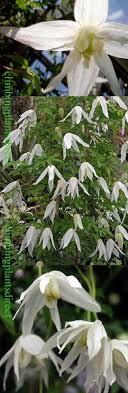 Sale vintage silk clematis millinery flowers spray of 3 white with leaves nos for hats head bands flower crowns hair clips crafts 4fv0204w Climbing Plants Direct