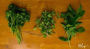 Beautiful Herbs Parsley Oregano And Mint Add Diverse Flavors To Bolivian Chairo Paceno Http Www Projectbly Com Blog Kitchen Explo Herbs Street Food Food