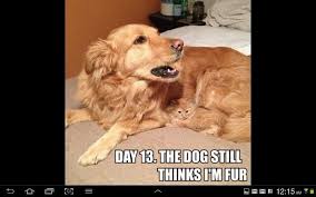 Cat Hiding In Dog Fur Cat And Dog Memes Funny Cat Memes Funny Animals