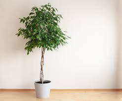 Image result for Ficus conraui