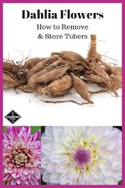 Dahlia Flowers How To Remove And Store Tubers Through The Winter Gardening Channel