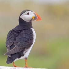 artic puffin papegaaiduiker your best birds bestbirdshots pocket birds bird brilliance vroegevogels elite worldwide birds kus