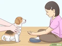 8 weeks, 11 weeks, 14 weeks, and 17 weeks of age to ensure adequate protection and immune system development. 3 Ways To Care For An 8 Week Old Puppy Wikihow