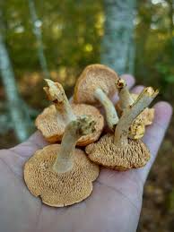 Image result for Barleria mackenii