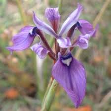 Image result for Moraea natalensis