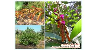 Image result for Droogmansia