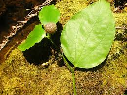 Image result for Piper capense