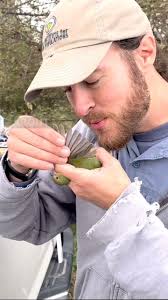 RARE NOVEMBER PAINTED BUNTING SIGHTING! , Full video