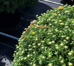 We did not find results for: Garden Mums 2020 Production And Protection Tips Onfloriculture