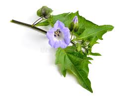 Image result for Nicandra physalodes