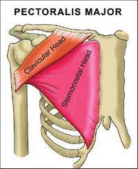 Beneath the pectoralis major is the pectoralis minor, a thin, triangular muscle. Pectoralis Major Physiopedia