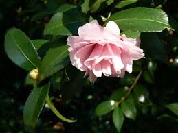 Camellia Sasanqua Jean May Pink Flowers In Winter Love Flowers Pink Flowers Perfect Garden