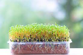 Zum einstieg eignen sich bockshornklee, mungbohnen, rotklee oder linsen. Microgreens Selber Ziehen Plantura Sprossen Pflanzen Keimling