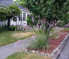 Plantfiles Pictures Angel S Fishing Rod Fairy Wand Wandflower Dierama Pulcherrimum By Gardenguykin Angels Fishing Rods Planting Flowers Plants