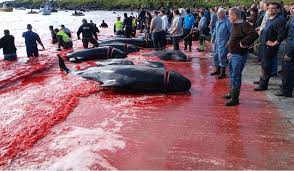 Whaling was mentioned in the sheep letter, a royal decree made by duke haakon and faroese law from 1298, as a supplement to the norwegian gulating law. Pilot Whales In The Faroe Islands Slaughter Or Tradition Ecoreactor