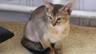 Chausie Cat Breeders and Information - Kittens For Sale