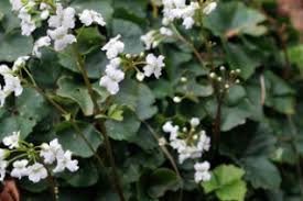 Image result for Cardamine