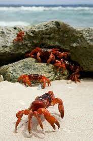 Fiddler Crabs Fiddling Around On The Beach Crab Ocean Creatures Sea And Ocean