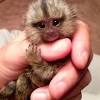 Capuchin monkeyboo meets his new baby monkey brother happy! 3
