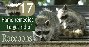 Try Our Simple Home Remedies To Get Rid Of Raccoons From Your Property For Good Our Remedies Are Natural An Getting Rid Of Raccoons Home Remedies Simple House