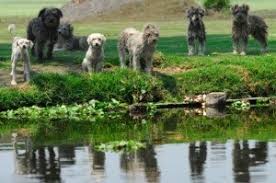Is it kids playing in your yard? How To Keep Dogs Out Of Your Yard Thriftyfun