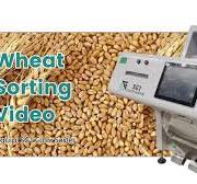 SG Wheat Sorting Machine/Color Sorter Machine