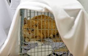 Whether it's a high shelf or the top of the refrigerator, kitties feel really. Feral Cats Undergo Mass Sterilization Surgery To Control Population At Yongsan Pacific Stripes