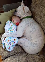 Best Friend And Guardian Guarddog Cute Animals Cute Dogs Cute Puppies