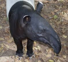 Image result for tapir