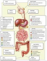 Digestive System Function Science Photo Image With Digestive System Function Human Digestive System Digestive System Anatomy Biology Lessons