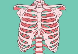 Tulang tengkorak berfungsi melindungi otak, organ pendengaran dan organ penglihatan. F7vwyyvziijrdm