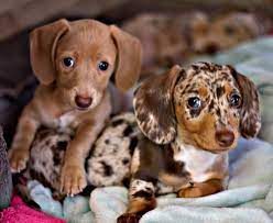 See more of dachshund puppy for adoption on facebook. Home Dachshunds Unlimited
