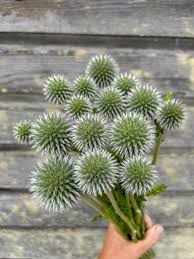 Image result for Echinops