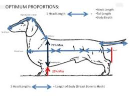 Doberman Husky Mix Common Information And Pictures