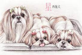 Http Www Momoji Ya Com Shih Tzu Draw Shih Tzu Puppy Dog Drawing Shitzu Dogs