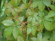 Affordable and search from millions of royalty free images, photos and vectors. Parthenocissus Quinquefolia Wikipedia
