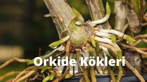 Orkide Bakimi Panosundaki Pin