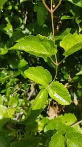 Image result for Agelanthus fuellebornii