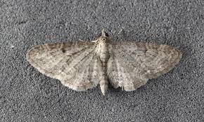 Image result for Eupithecia subfuscata