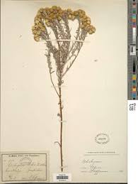 Image result for Chironia elgonensis