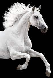 looks like a painting horses beautiful horses pretty horses