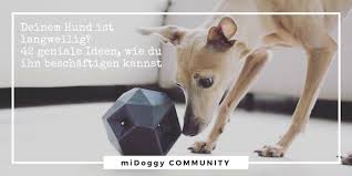 Hier findet ihr tolle ideen für die beschäftigung für hunde! 42 Geniale Ideen Wie Du Deinen Hund Beschaftigen Kannst