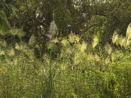 Image result for Phragmites karka