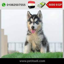 مصر القاهرة الجديدة جراوي هاسكي العمر ٤٥ يوم مطعمين و جرعات ديدان و جرعات حشرات مرفق صوره الاب متاح ذكور و ايناث pet4sell dogs animals husky