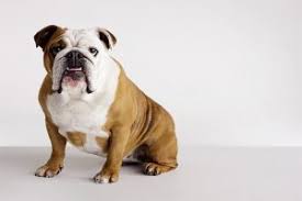 Check spelling or type a new query. Online Pet Store Dubai Uae Buy Kitten Dog And Birds Peshi Pets