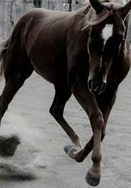 More Hot Rod Quarter Horse Horses Animals