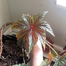 Image result for Plantago palmata